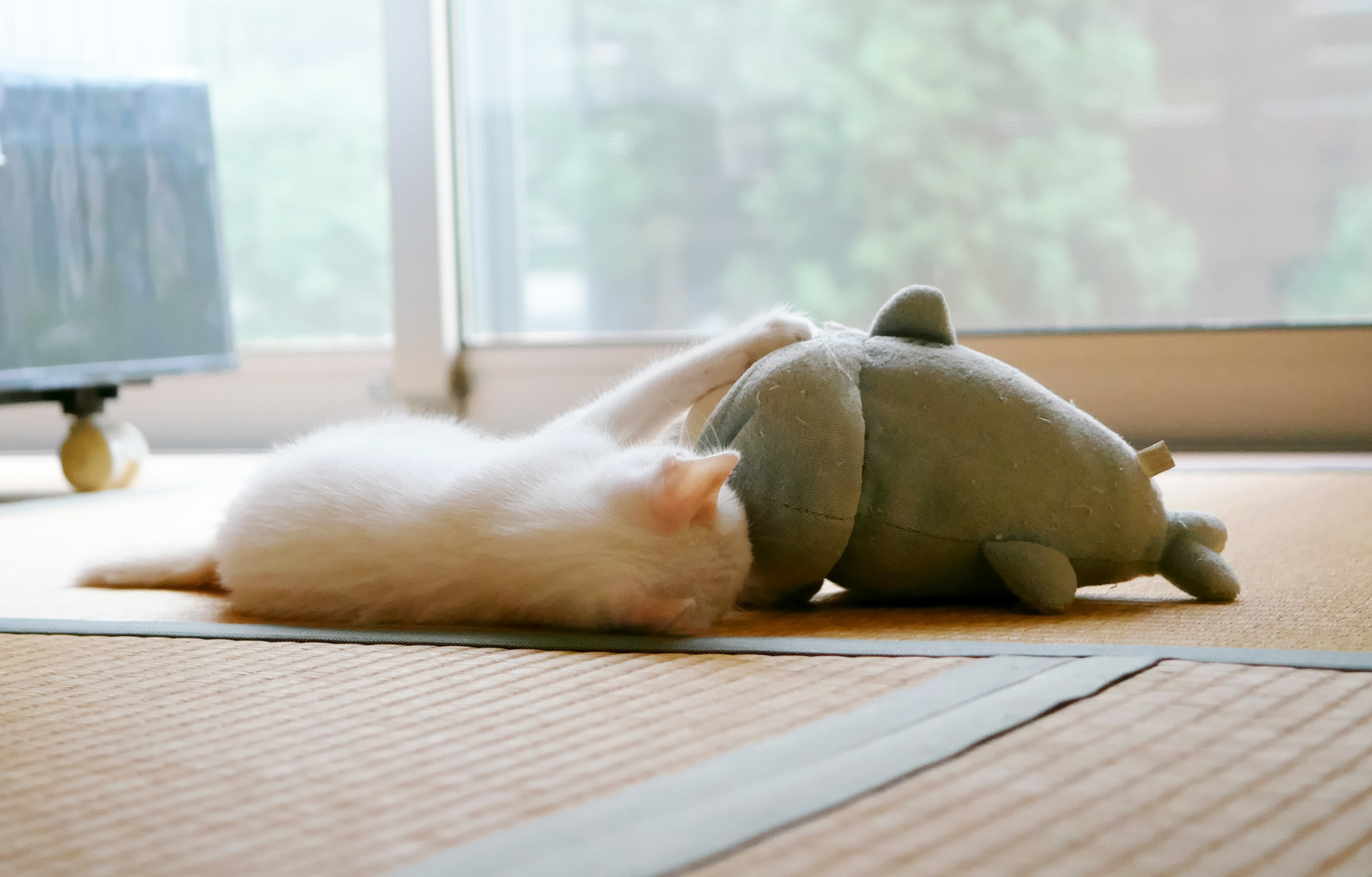 ペットと快適に暮らせる畳を選びたい